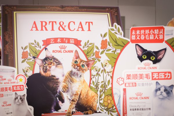 配资老牌炒股配资门户 皇家杯·TOPS它博会精英猫赛，领略赛级猫咪与经典艺术结合的魅力